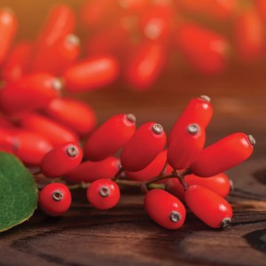 Olonea Berbemax 30 κάψουλες – Φυσικός Σύμμαχος για Γλυκαιμική Ισορροπία & Μεταβολική Υγεία Συμπληρώματα διατροφής